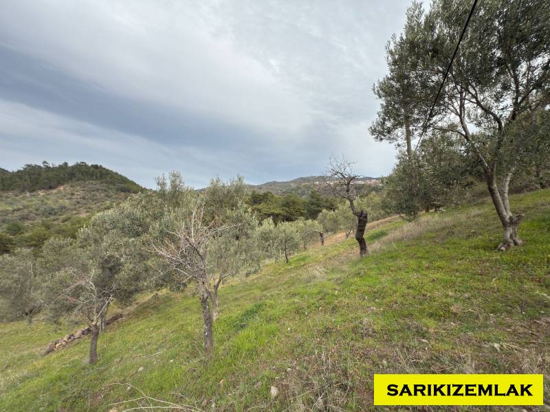 Havran Hallaçlar Mah`daZeytinlik. - 6